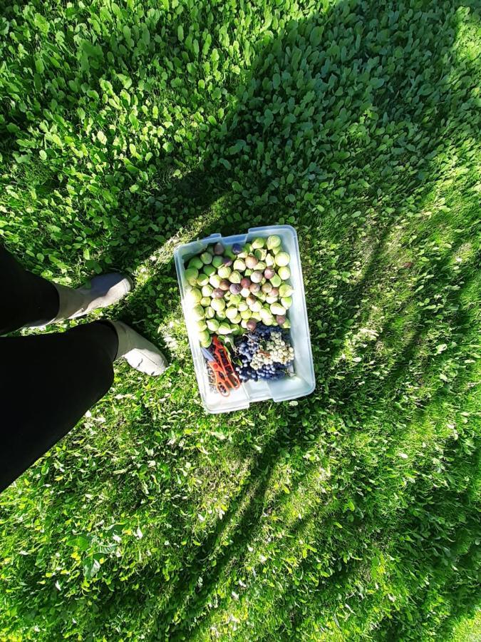 Quinta Da Peca Douro Vinhateiro 维拉·雷阿尔 外观 照片
