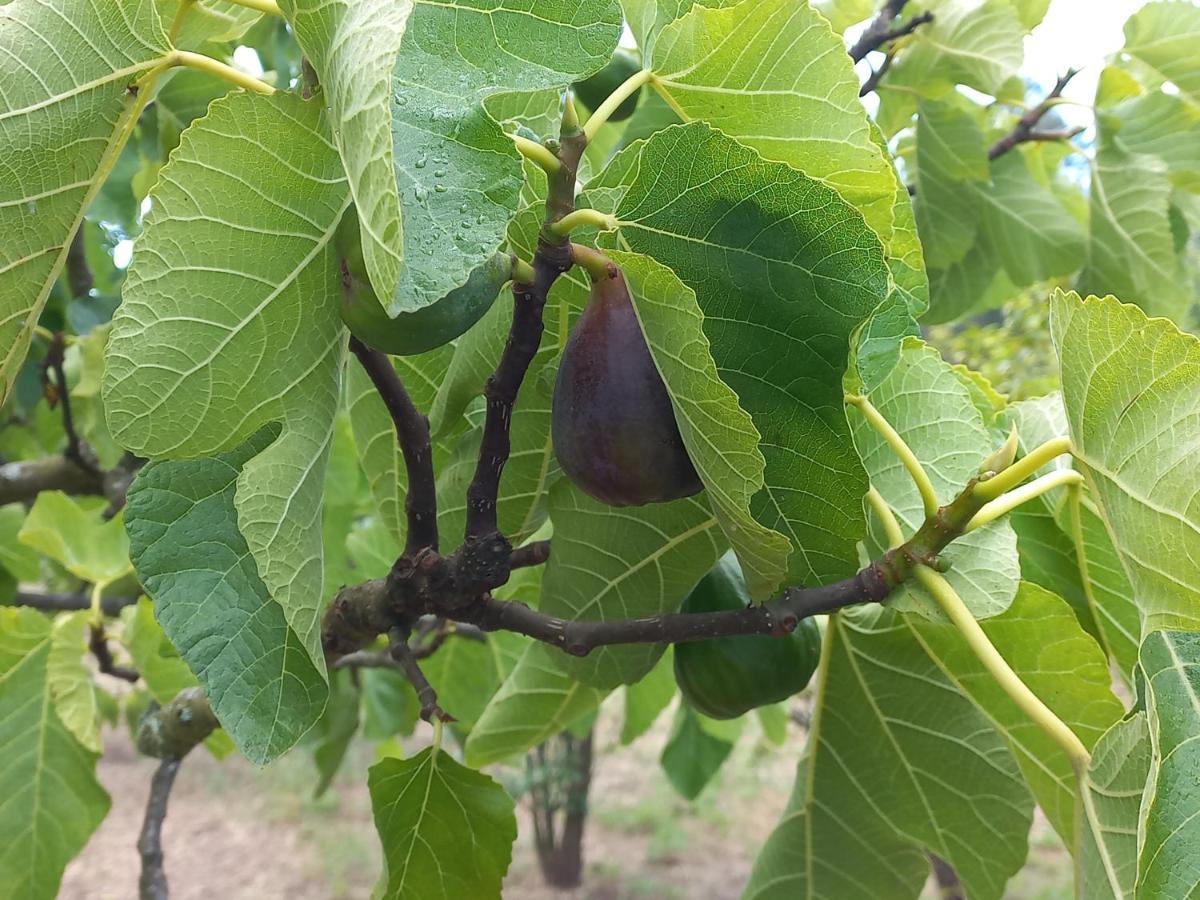 Quinta Da Peca Douro Vinhateiro 维拉·雷阿尔 外观 照片