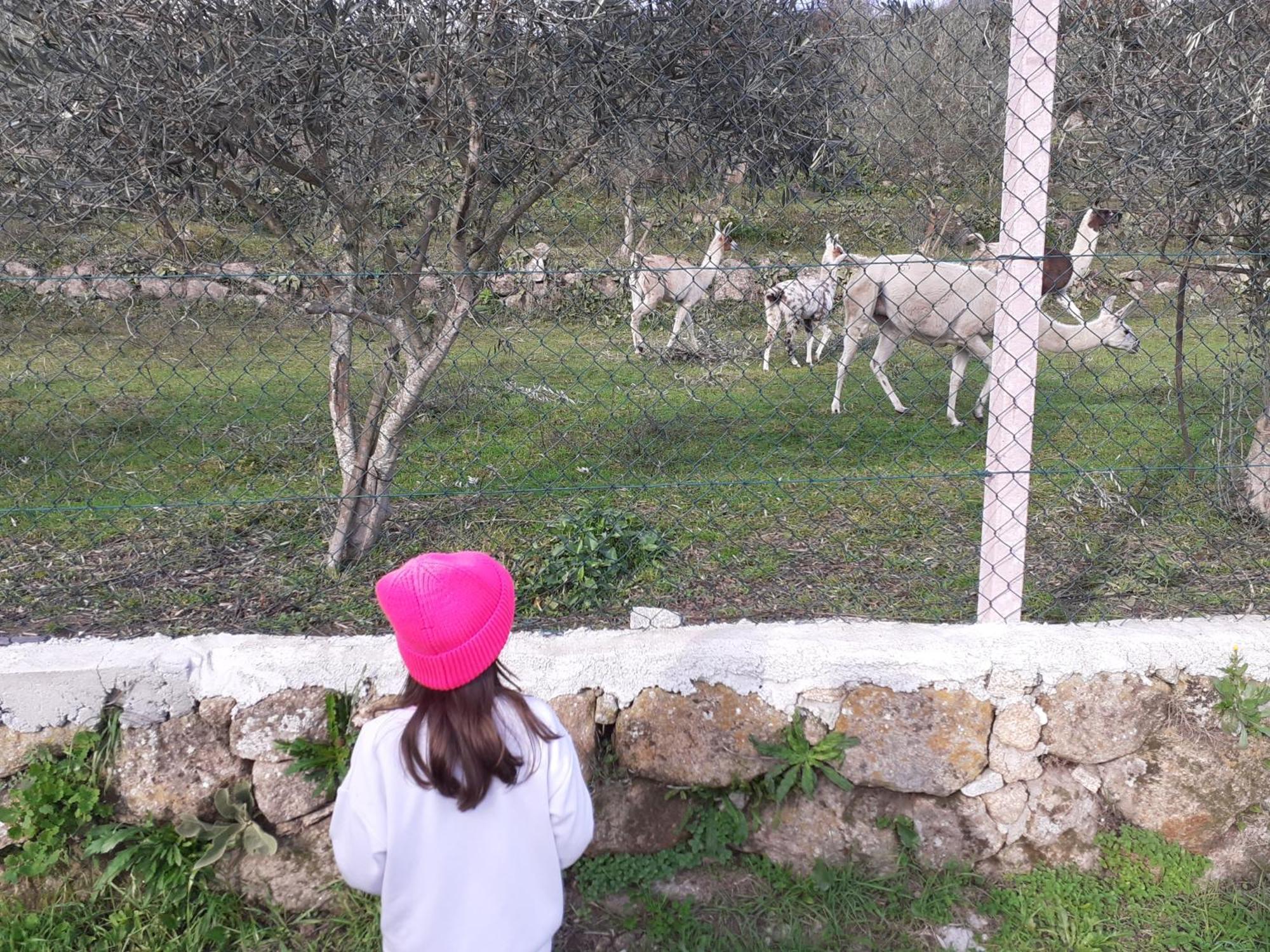 Quinta Da Peca Douro Vinhateiro 维拉·雷阿尔 外观 照片